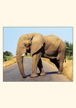 Blank Cards - bl403a