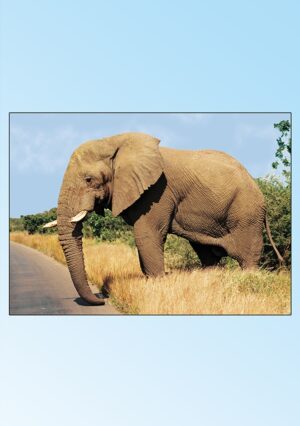 Blank Cards - bl404a